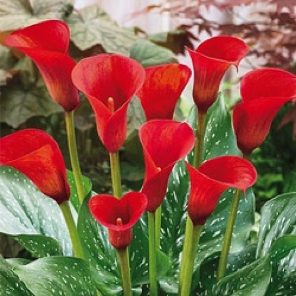 Calla Lily Bulbs (Red, 4 Bulb)